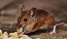 24 Hour & Emergency Exterminators in South San Francisco, CA